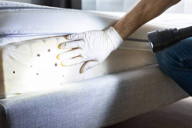 Best Bed Bug Extermination  in Hubbard, TX