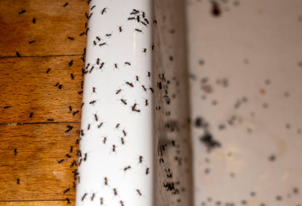 Best Insect Control  in Hubbard, TX