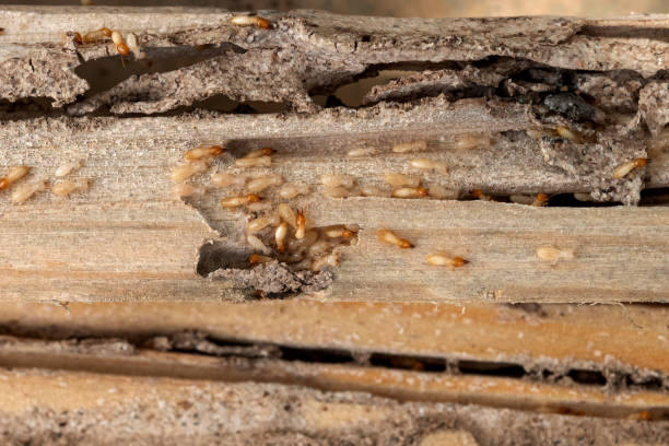 Best Best Pest Control Companies  in Hubbard, TX